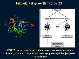 Fibroblast growth factor 23
FGF23 секретується остеобластами та остеокластами у
відповідь на кальцітріол та зменшує реабсорбцію фосфатів
та кальцію
 
