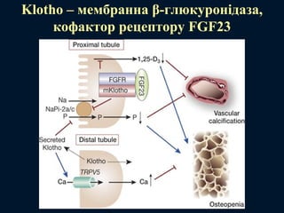 Klotho – мембранна β-глюкуронідаза,
кофактор рецептору FGF23
 