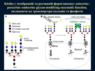 Klotho у мембранній та розчинній формі виконує autocrine–
paracrine–endocrine glycan-modifying enzymatic function,
впливаючи на транспортери кальцію та фосфатів
 