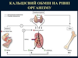 КАЛЬЦІЄВИЙ ОБМІН НА РІВНІ
ОРГАНІЗМУ
 