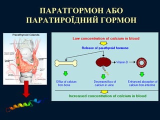 ПАРАТГОРМОН АБО
ПАРАТИРОЇДНИЙ ГОРМОН
 