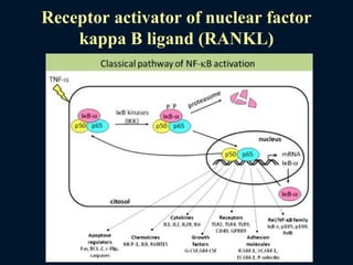 Receptor activator of nuclear factor
kappa B ligand (RANKL)
 