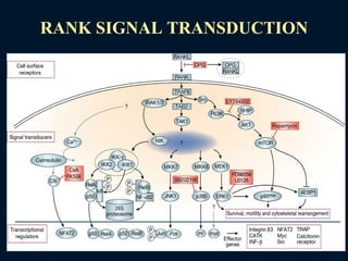 RANK SIGNAL TRANSDUCTION
 