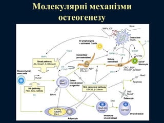 Молекулярні механізми
остеогенезу
 