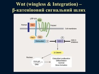 Wnt (wingless & Integration) –
β-катеніновий сигнальний шлях
 
