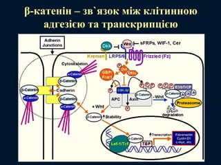 β-катенін – зв`язок між клітинною
адгезією та транскрипцією
 