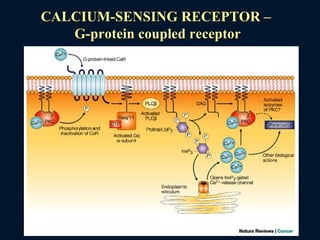 CALCIUM-SENSING RECEPTOR –CALCIUM-SENSING RECEPTOR –
G-protein coupled receptorG-protein coupled receptor
 