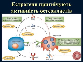 Естрогени пригнічують
активність остеокластів
 