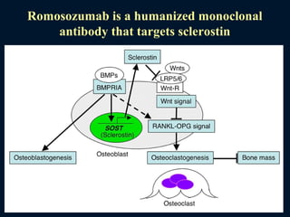 Romosozumab is a humanized monoclonal
antibody that targets sclerostin
 