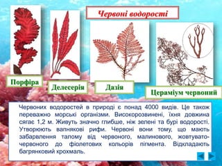 Червоних водоростей в природі є понад 4000 видів. Це також
переважно морські організми. Високорозвинені, їхня довжина
сягає 1,2 м. Живуть значно глибше, ніж зелені та бурі водорості.
Утворюють вапнякові рифи. Червоні вони тому, що мають
забарвлення талому від червоного, малинового, жовтувато-
червоного до фіолетових кольорів пігмента. Відкладають
багрянковий крохмаль.
Червоні водорості
Порфіра
Делесерія Дазія
Цераміум червоний
 