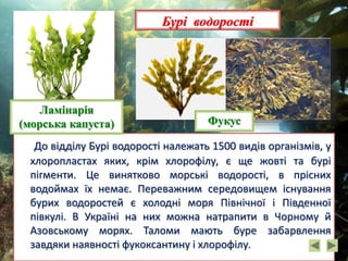 До відділу Бурі водорості належать 1500 видів організмів, у
хлоропластах яких, крім хлорофілу, є ще жовті та бурі
пігменти. Це винятково морські водорості, в прісних
водоймах їх немає. Переважним середовищем існування
бурих водоростей є холодні моря Північної і Південної
півкулі. В Україні на них можна натрапити в Чорному й
Азовському морях. Таломи мають буре забарвлення
завдяки наявності фукоксантину і хлорофілу.
Бурі водорості
Фукус
Ламінарія
(морська капуста)
 