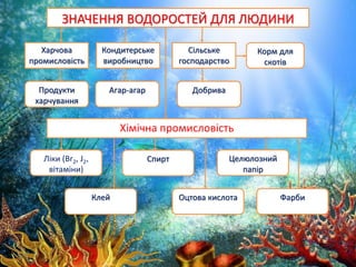 ЗНАЧЕННЯ ВОДОРОСТЕЙ ДЛЯ ЛЮДИНИ
Харчова
промисловість
Кондитерське
виробництво
Сільське
господарство
Корм для
скотів
Продукти
харчування
Агар-агар Добрива
Хімічна промисловість
Ліки (Br2, J2,
вітаміни)
Спирт Целюлозний
папір
Клей Оцтова кислота Фарби
 