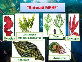 “Впізнай МЕНЕ”
Порфіра
Ламінарія
(морська капуста) Хара
Делесерія
Навікула
Дуналієла
 