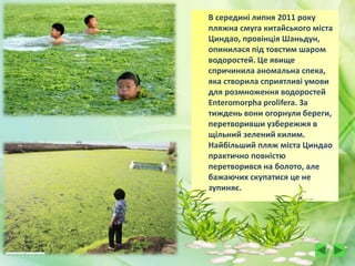 В середині липня 2011 року
пляжна смуга китайського міста
Циндао, провінція Шаньдун,
опинилася під товстим шаром
водоростей. Це явище
спричинила аномальна спека,
яка створила сприятливі умови
для розмноження водоростей
Enteromorpha prolifera. За
тиждень вони огорнули береги,
перетворивши узбережжя в
щільний зелений килим.
Найбільший пляж міста Циндао
практично повністю
перетворився на болото, але
бажаючих скупатися це не
зупиняє.
 