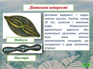 Діатомові водорості
Навікула
Пінулярія
Діатомові водорості — відділ
нижчих рослин. Налічує понад
10 тис. сучасних і викопних
видів. Мікроскопічні
одноклітинні одиночні або
колоніальні організми, клітини
яких зовні оточені
кремнеземним панциром, що
складається із двох половинок
(стулок).
 