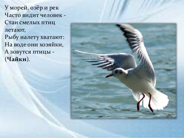 Презентация Перелетные Птицы Весной