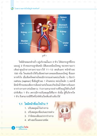 โรงพยาบาลสถาบันโรคไตภูมิราชนครินทร์
ความรู้เรื่องโรคไต
สำหรับประชาชน













	 ไตมีลักษณะคล้ายถั่ว อยู่บริเวณบั้นเอว 2 ข้าง ใต้ต่อกระดูกซี่โครง
และอยู่ 2 ข้างของกระดูกสันหลัง มีสีแดงเหมือนไตหมู ขนาดความยาว
เส้นผ่าศูนย์กลางตามความยาวได้ 11-12 เซนติเมตร หนักข้างละ 

150 กรัม ไตแต่ละข้างได้รับเลือดผ่านทางหลอดเลือดแดงใหญ่ ซึ่งออก
จากหัวใจ เมื่อเลือดไหลผ่านไตจะมีการกรองผ่านหน่วยไตเล็ก ๆ เรียกว่า
เนฟรอน (nephron) ซึ่งมีอยู่ข้างละ 1 ล้านหน่วย หน่วยไตเล็ก ๆ เหล่านี้
มีหน้าที่กรองของเสียจากเลือดผ่านท่อไตและเกิดเป็นน้ำปัสสาวะขับออก
จากร่างกายทางท่อปัสสาวะ ร่างกายสามารถดำรงชีวิตอยู่ได้ด้วยไตที่
ปกติเพียง 1 ข้าง เพราะมีการปรับสมดุลได้ดีมาก ดังนั้น ผู้ที่บริจาคไต

1 ข้าง จึงสามารถมีชีวิตที่ปกติด้วยไตเพียงข้างเดียวได้

	 1.1	 ไตมีหน้าที่อะไรบ้าง ?
			 1.	 ปรับสมดุลน้ำในร่างกาย
			 2.	 ปรับสมดุลเกลือแร่และกรดด่าง
			 3.	 กำจัดของเสียออกจากร่างกาย
			 4.  สร้างฮอร์โมนหลายชนิด
 