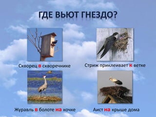 Скворец в скворечнике Стриж приклеивает к ветке
Журавль в болоте на кочке Аист на крыше дома
 