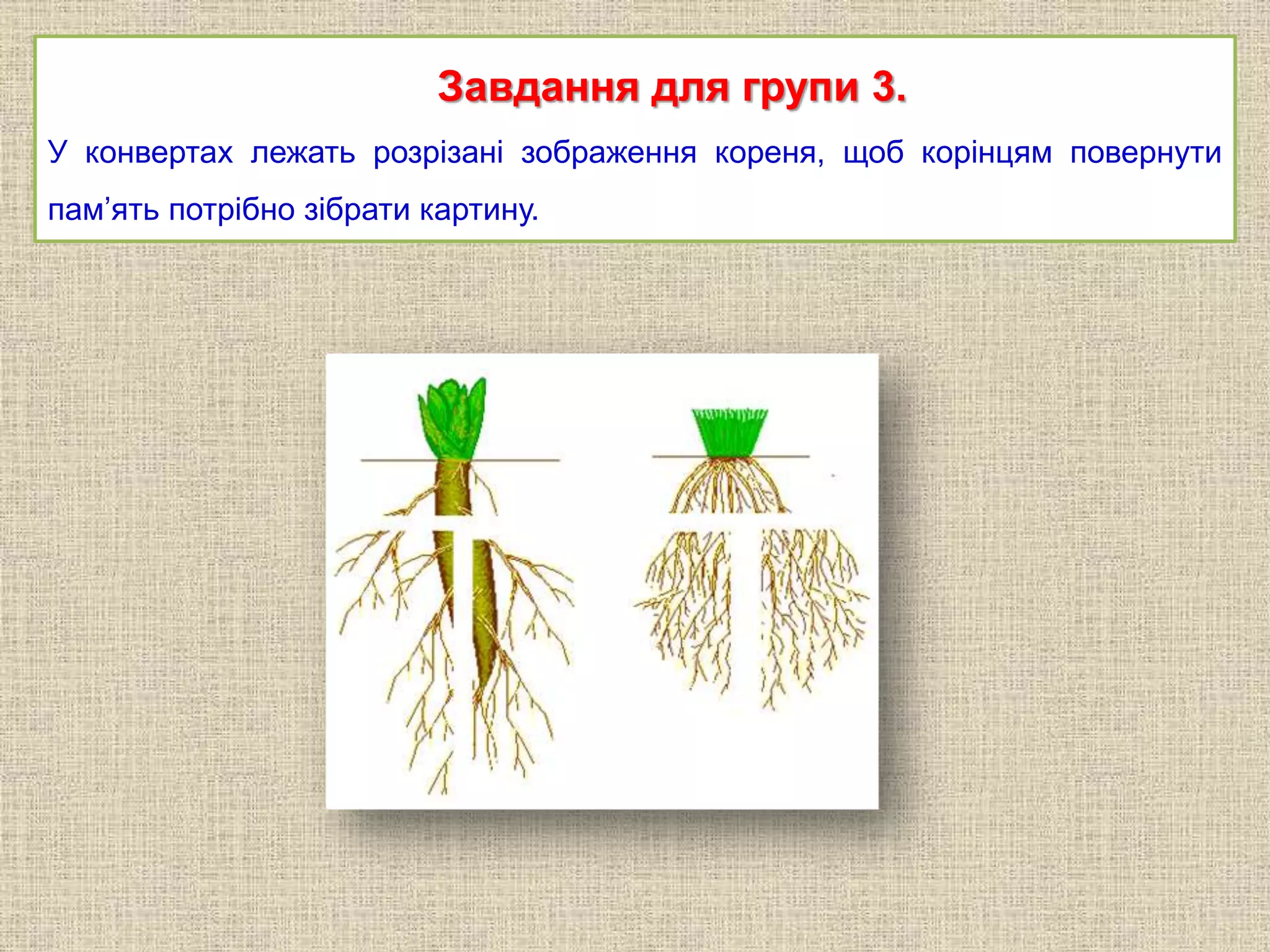 Видозміни вегетативних органів | PPT | Free Download