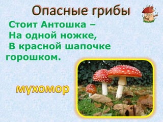 Галерея: изображения съедобных и небезопасных видов