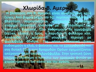 Χλωρίδα-Β. Αμερική
Η βλάστηση στη Β. Αμερική είναι αναπτυγμένη κατά
ζώνες. Από βορρά μέχρι τον 60ο
περίπου παράλληλο η
βλάστηση παρουσιάζεται στεππώδης. Νοτιότερα
υπάρχει βλάστηση ανάλογη με τη βλάστηση της
Κεντρικής Ευρώπης. Εδώ ευδοκιμούν τα κωνοφόρα
(πεύκη, έλατο), η δρυς, η καρυδιά, η φυλλύρα κλπ.
Ακολουθεί η απέραντη γεωργική περιοχή με
φυλλοβόλα δένδρα. Στη νότιο ατλαντική ζώνη
ευδοκιμούν η ελιά, ο φοίνικας και τα εσπεριδοειδή και
στη δυτική ζώνη των Βραχωδών Ορέων σχηματίζονται
απέραντα δάση από βελονόφυλλα. Στην τροπική ζώνη
υπάρχει ολόκληρη η ποικιλία των τροπικών φυτών με
χαρακτηριστικά τον κάκτο και την αγαύη.
 