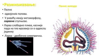•Размножавање:
• Полно
• одвојених полова.
• У равићу имају метаморфозу,
ларвене ступњеве.
• Ларва слободно плива, касније
пада на тло иразвија се о одрослу
јединку
• Ларва - двобочно симетрична.
Полне жлезде
 