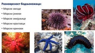 Разноврсност бодљокожаца:
• Морске звезде
• Морски јежеви
• Морске змијуљице
• Морски краставци
• Морски кринови
 