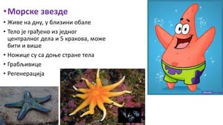 •Морске звезде
• Живе на дну, у близини обале
• Тело је грађено из једног
централног дела и 5 кракова, може
бити и више
• Ножице су са доње стране тела
• Грабљивице
• Регенерација
 