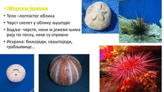 • Морски јежеви
• Тело –лоптастог облика
• Чврст скелет у облику љуштуре
• Бодље- чврсте, неки м.јежеви њима
рију по песку, неке су отровне
• Исхрана: биљоједи, сваштоједи,
грабљивице...
 