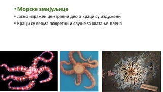 •Морске змијуљице
• Јасно изражен централни део а краци су издужени
• Краци су веома покретни и служе ѕа хватање плена
 