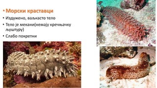 •Морски краставци
• Издужено, ваљкасто тело
• Тело је мекани(немају кречњачку
љуштуру)
• Слабо покретни
 