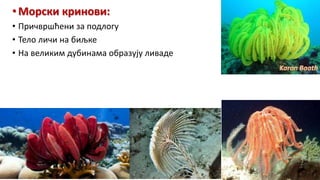 •Морски кринови:
• Причвршћени за подлогу
• Тело личи на биљке
• На великим дубинама образују ливаде
 