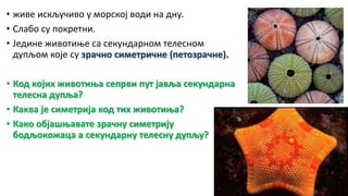 • живе искључиво у морској води на дну.
• Слабо су покретни.
• Једине животиње са секундарном телесном
дупљом које су зрачно симетричне (петозрачне).
• Код којих животиња сепрви пут јавља секундарна
телесна дупља?
• Каква је симетрија код тих животиња?
• Како објашњавате зрачну симетрију
бодљокожаца а секундарну телесну дупљу?
 