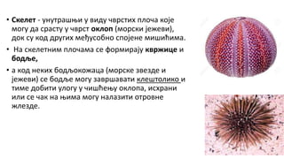 • Скелет - унутрашњи у виду чврстих плоча које
могу да срасту у чврст оклоп (морски јежеви),
док су код других међусобно спојене мишићима.
• На скелетним плочама се формирају квржице и
бодље,
• а код неких бодљокожаца (морске звезде и
јежеви) се бодље могу завршавати клештолико и
тиме добити улогу у чишћењу оклопа, исхрани
или се чак на њима могу налазити отровне
жлезде.
 