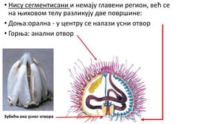 • Нису сегментисани и немају главени регион, већ се
на њиховом телу разликују две површине:
• Доња:орална - у центру се налази усни отвор
• Горња: анални отвор
Зубићи око усног отвора
 