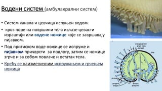 Водени систем (амбулакрални систем)
• Систем канала и цевчица испуњен водом.
• кроз поре на површини тела излазе цевасти
израштаји или водене ножице које се завршавају
пијавком.
• Под притиском воде ножице се испруже и
пијавком причврсти за подлогу, затим се ножице
згрче и за собом повлаче и остатак тела.
• Крећу се наизменичним испружањем и грчењем
ножица
 