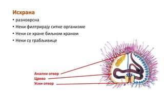 Исхрана
• разноврсна
• Неки филтрирају ситне организме
• Неки се хране биљном храном
• Неки су грабљивице
Анални отвор
Црево
Усни отвор
 