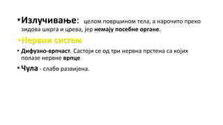 •Излучивање: целом површином тела, а нарочито преко
зидова шкрга и црева, јер немају посебне органе.
•Нервни систем
• Дифузно-врпчаст. Састоји се од три нервна прстена са којих
полазе нервне врпце
• Чула - слабо развијена.
 