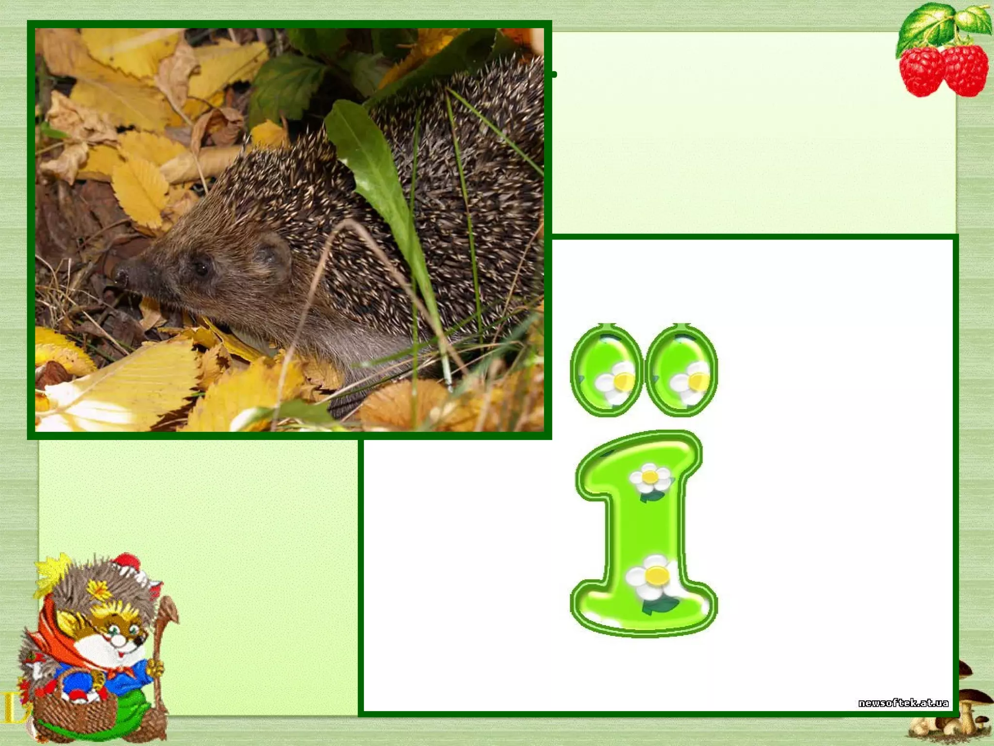 У кубельце фрукти носить.
Стріне вас – ховає носик.
Кожушок із голочок –
Хто скажіть це?...
 