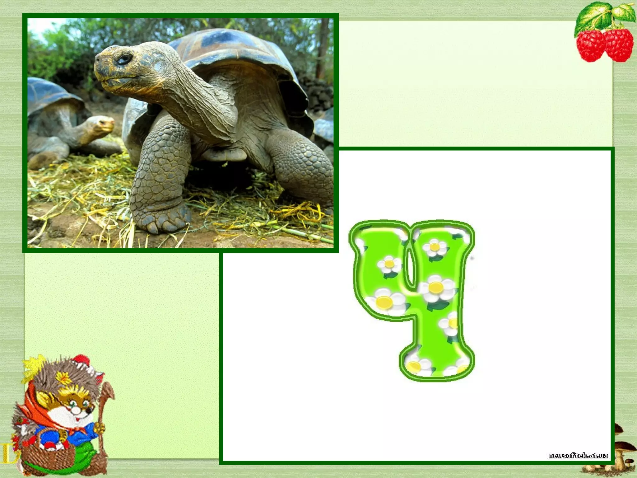 Все життя вона в одній
У сорочці костяній.
Отака невдаха.
Хто це? …
 