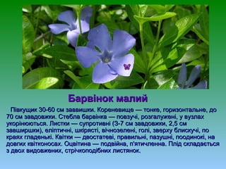 Барвінок малийБарвінок малий
Півкущик 30-60 см заввишки. Кореневище — тонке, горизонтальне, доПівкущик 30-60 см заввишки. Кореневище — тонке, горизонтальне, до
70 см завдовжки. Стебла барвінка — повзучі, розгалужені, у вузлах70 см завдовжки. Стебла барвінка — повзучі, розгалужені, у вузлах
укорінюються. Листки — супротивні (З-7 см завдовжки, 2,5 смукорінюються. Листки — супротивні (З-7 см завдовжки, 2,5 см
завширшки), еліптичні, шкірясті, вічнозелені, голі, зверху блискучі, позавширшки), еліптичні, шкірясті, вічнозелені, голі, зверху блискучі, по
краях гладенькі. Квітки — двостатеві, правильні, пазушні, поодинокі, накраях гладенькі. Квітки — двостатеві, правильні, пазушні, поодинокі, на
довгих квітконосах. Оцвітина — подвійна, п'ятичленна. Плід складаєтьсядовгих квітконосах. Оцвітина — подвійна, п'ятичленна. Плід складається
з двох видовжених, стрічкоподібних листянок.з двох видовжених, стрічкоподібних листянок.
 