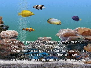  У Японії розводять в акваріумах рибок,У Японії розводять в акваріумах рибок,
котрі поведінкою провіщаютькотрі поведінкою провіщають
наближення шторму. Риба голець, колинаближення шторму. Риба голець, коли
ясно, лежить на дні, з наближеннямясно, лежить на дні, з наближенням
негоди починає метушитися в акваріумі.негоди починає метушитися в акваріумі.
 