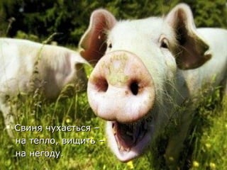  Свиня чухається –Свиня чухається –
на тепло, вищить –на тепло, вищить –
на негоду.на негоду.
 