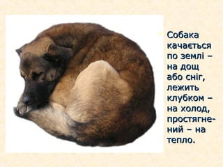  СобакаСобака
качаєтьсякачається
по землі –по землі –
на дощна дощ
або сніг,або сніг,
лежитьлежить
клубком –клубком –
на холод,на холод,
простягне-простягне-
ний – наний – на
тепло.тепло.
 