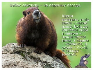 КротиКроти
вилазять з-підвилазять з-під
землі – чекайземлі – чекай
дощу. Вхід додощу. Вхід до
кротячої норикротячої нори
з півночі –з півночі –
чекай теплоїчекай теплої
зими, з півднязими, з півдня
– холодної, зі– холодної, зі
сходу – сухої,сходу – сухої,
із заходу –із заходу –
вологої.вологої.
Бабак свистить – на переміну погоди.Бабак свистить – на переміну погоди.
 