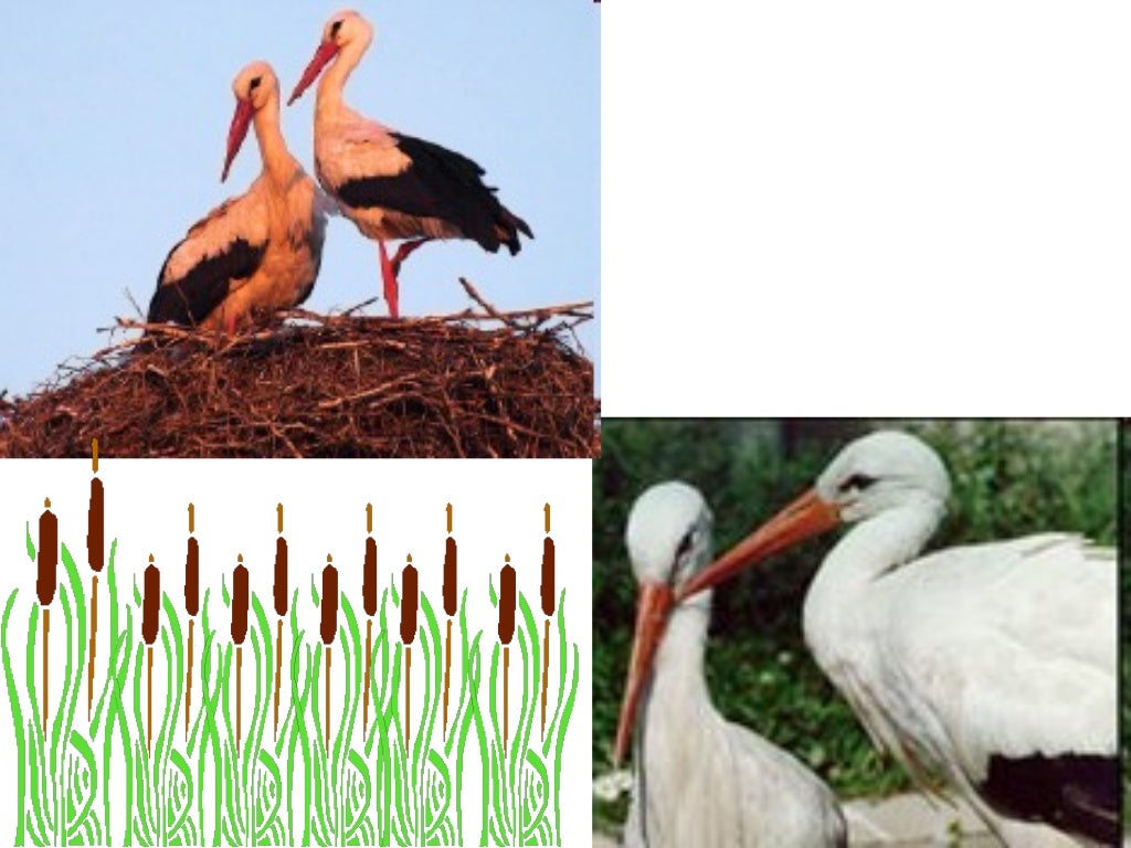 Лелеки