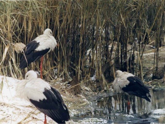 Лелеки