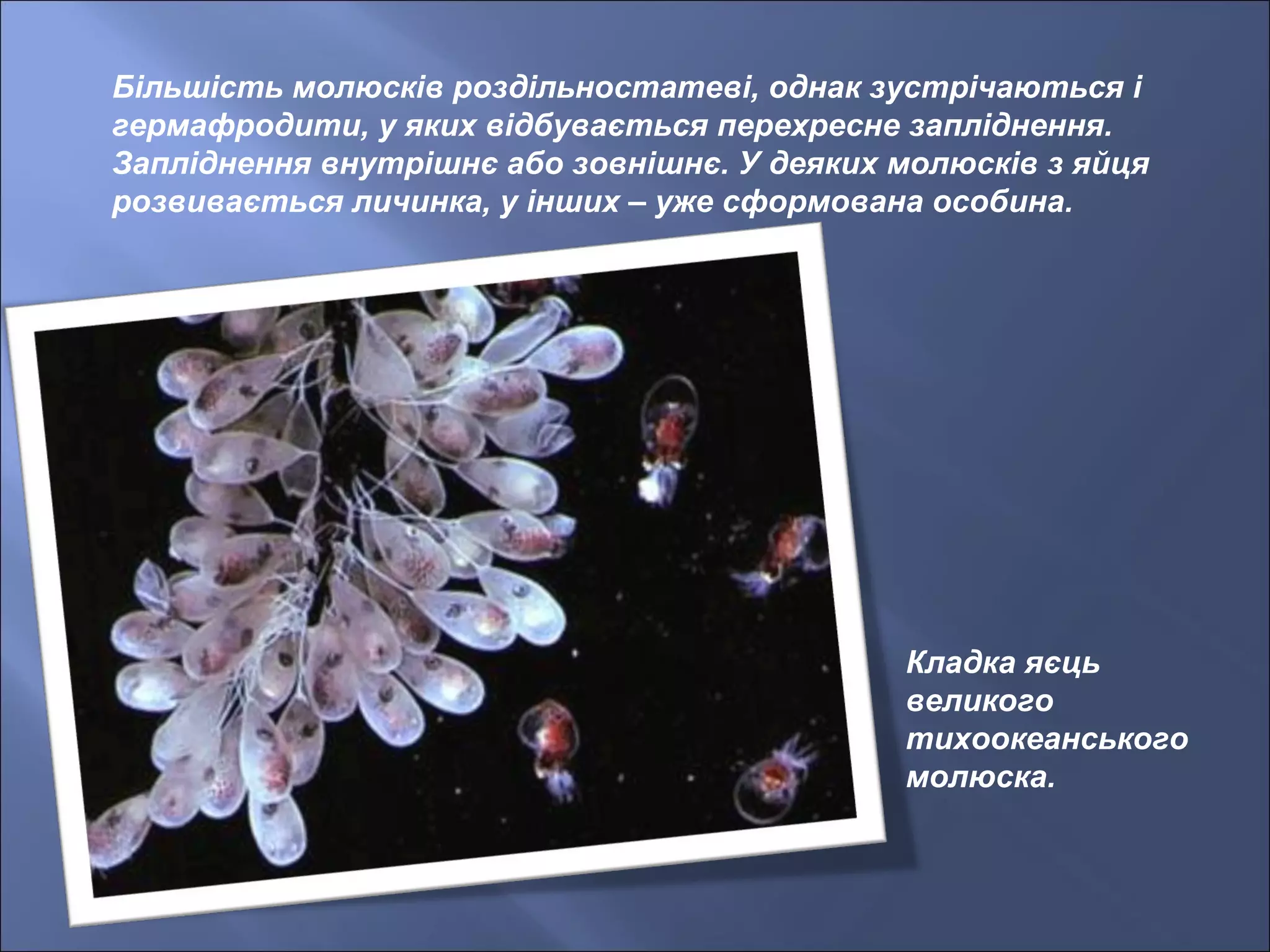 Більшість молюсків роздільностатеві, однак зустрічаються і
гермафродити, у яких відбувається перехресне запліднення.
Запліднення внутрішнє або зовнішнє. У деяких молюсків з яйця
розвивається личинка, у інших – уже сформована особина.
Кладка яєць
великого
тихоокеанського
молюска.
 