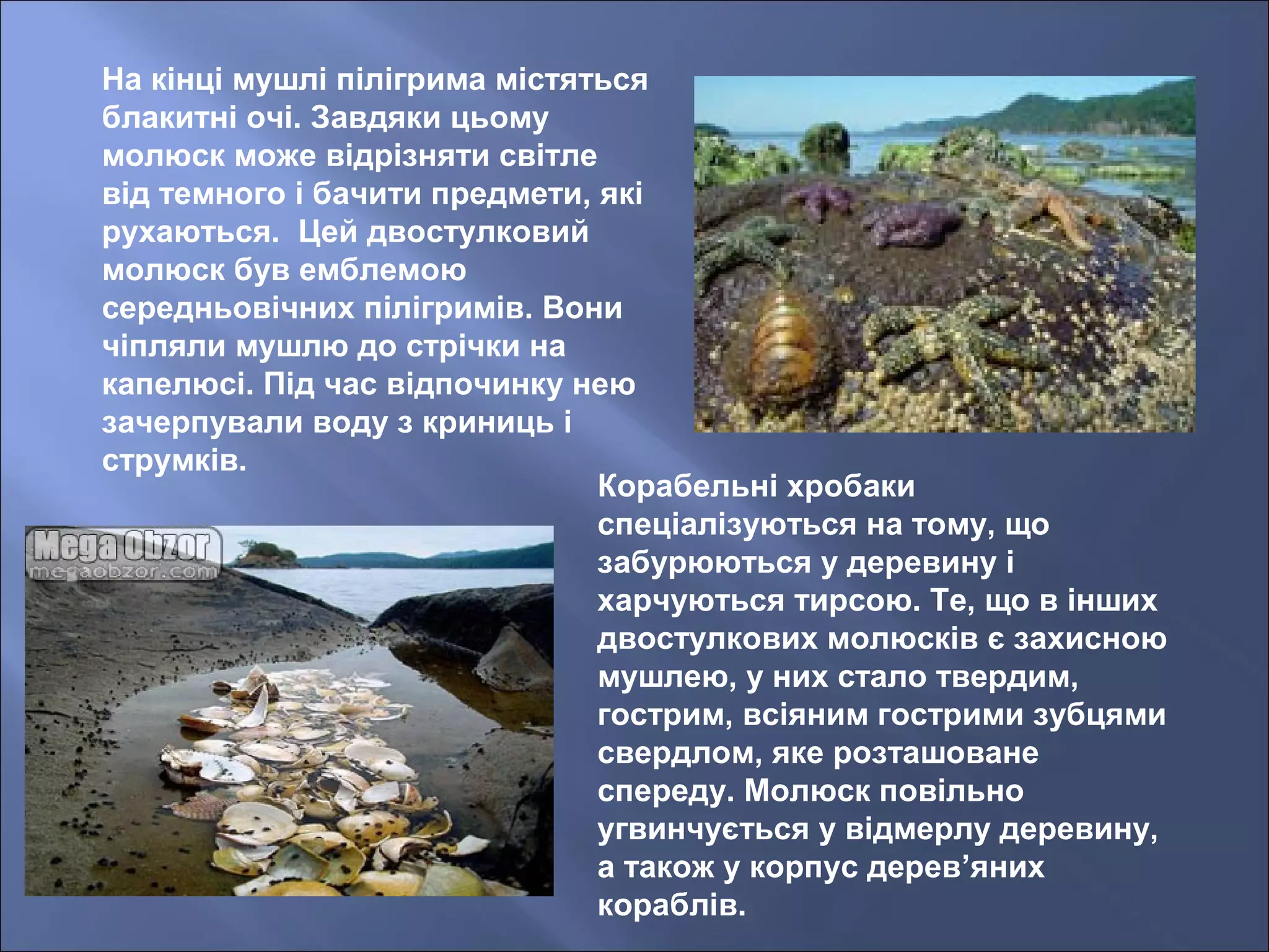 На кінці мушлі пілігрима містяться
блакитні очі. Завдяки цьому
молюск може відрізняти світле
від темного і бачити предмети, які
рухаються. Цей двостулковий
молюск був емблемою
середньовічних пілігримів. Вони
чіпляли мушлю до стрічки на
капелюсі. Під час відпочинку нею
зачерпували воду з криниць і
струмків.
Корабельні хробаки
спеціалізуються на тому, що
забурюються у деревину і
харчуються тирсою. Те, що в інших
двостулкових молюсків є захисною
мушлею, у них стало твердим,
гострим, всіяним гострими зубцями
свердлом, яке розташоване
спереду. Молюск повільно
угвинчується у відмерлу деревину,
а також у корпус дерев’яних
кораблів.
 