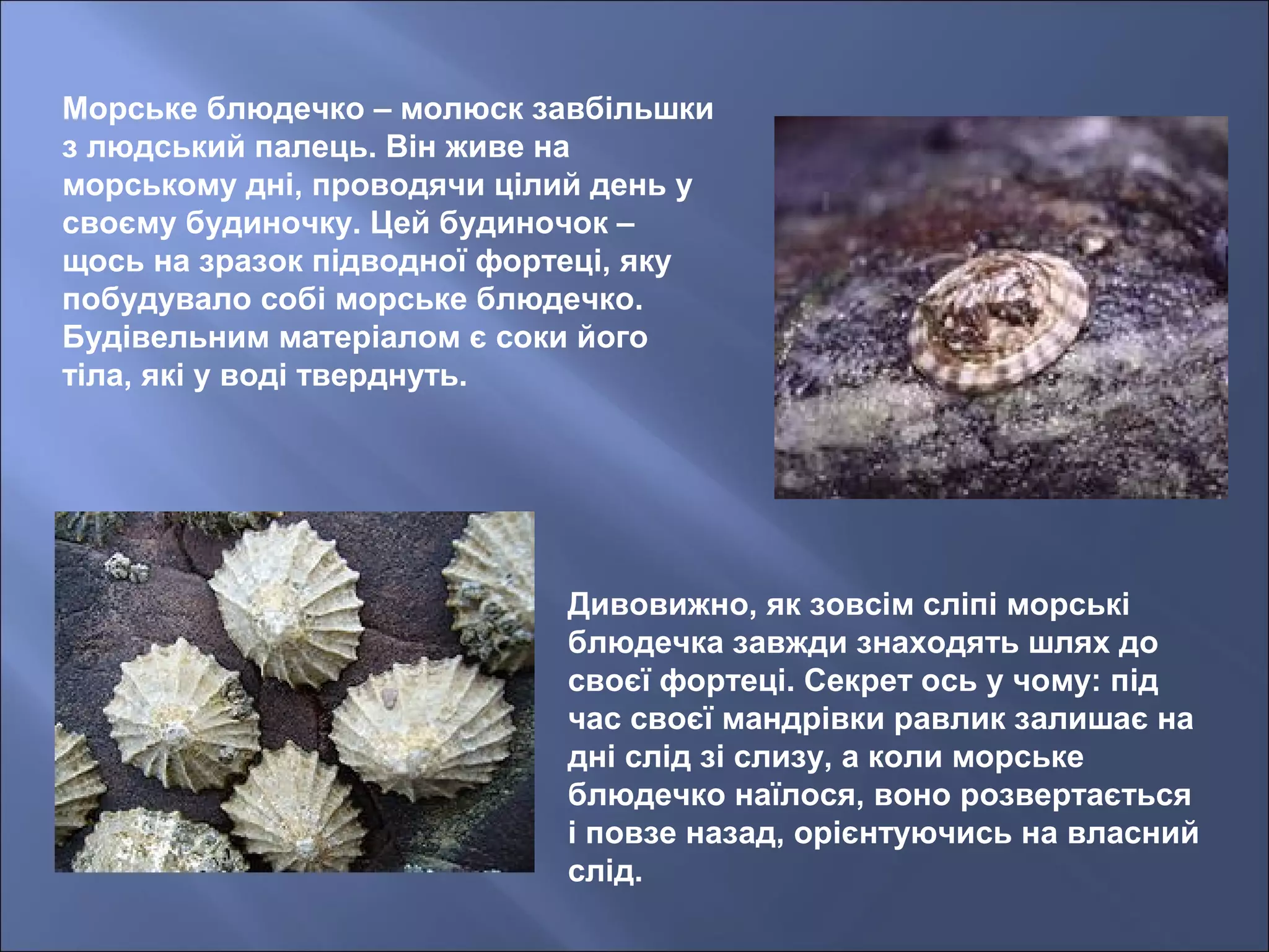 Морське блюдечко – молюск завбільшки
з людський палець. Він живе на
морському дні, проводячи цілий день у
своєму будиночку. Цей будиночок –
щось на зразок підводної фортеці, яку
побудувало собі морське блюдечко.
Будівельним матеріалом є соки його
тіла, які у воді тверднуть.
Дивовижно, як зовсім сліпі морські
блюдечка завжди знаходять шлях до
своєї фортеці. Секрет ось у чому: під
час своєї мандрівки равлик залишає на
дні слід зі слизу, а коли морське
блюдечко наїлося, воно розвертається
і повзе назад, орієнтуючись на власний
слід.
 